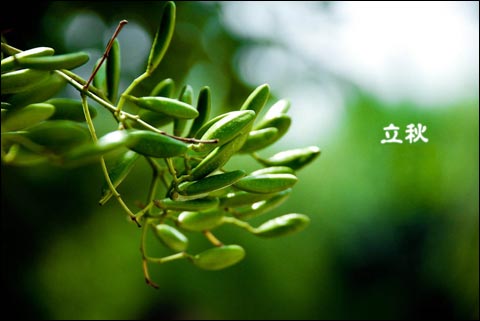 立秋随想（霄云煤矿 张跟党）