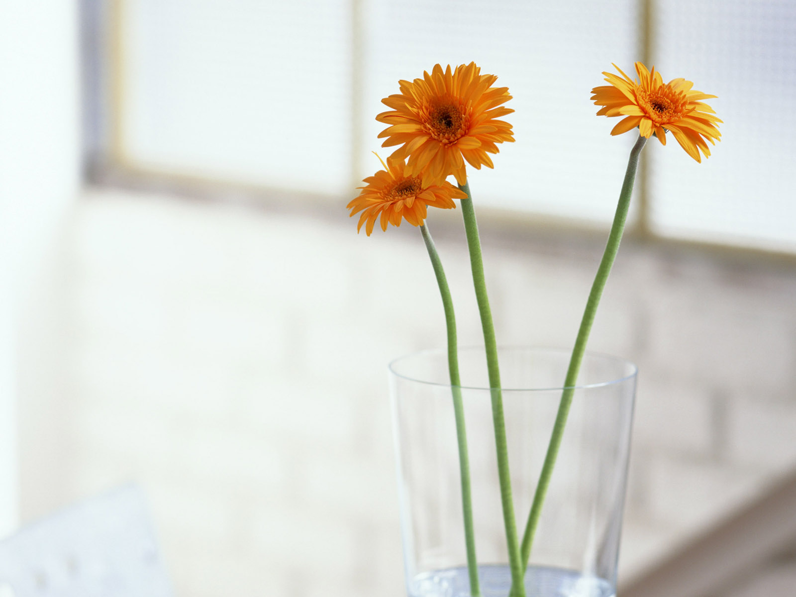 开在心底的花（鹿洼煤矿 刘贵侠）
