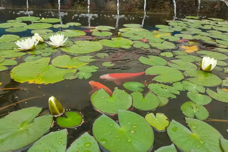 2021.7.16金桥煤矿：这季莲开只为最美的人( 宋士伟).jpg